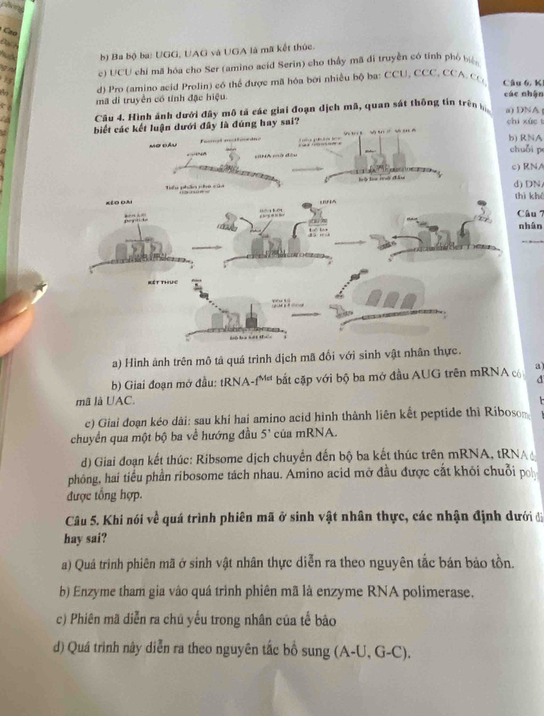 hang
Cão
Đại h
huớc
b) Ba bộ ba: UGG, UAG và UGA là mã kết thúc.
g n
c) UCU chỉ mã hóa cho Ser (amino acid Serin) cho thầy mã dí truyền có tính phố bin
d) Pro (amino acid Prolin) có thể được mã hóa bởi nhiều bộ ba: CCU, CCC, CCA. C
15 Câu 6, K
an các nhận
mã di truyền có tính đặc hiệu.
Câu 4. Hình ảnh dưới đây mô tả các giai đoạn dịch mã, quan sát thông tin trên h a) DNA 
là đúng hay sai?
chi xúc t
NA
ỗi p
RNA
DN/
khê
âu 7
hân
_
a) Hình ảnh trên mô tả quá trình dịch mã đối với sinh vật nhân thực
b) Giai đoạn mở đầu: tRNA -f^(Met) bắt cặp với bộ ba mở đầu AUG trên mRNA có a)
d
mã là UAC.
c) Giai đoạn kéo dài: sau khi hai amino acid hình thành liên kết peptide thì Ribosom
chuyển qua một bộ ba về hướng đầu 5^, của mRNA.
d) Giai đoạn kết thúc: Ribsome dịch chuyển đến bộ ba kết thúc trên mRNA, tRNA
phỏng, hai tiểu phần ribosome tách nhau. Amino acid mở đầu được cắt khỏi chuỗi po
được tổng hợp.
Câu 5. Khi nói về quá trình phiên mã ở sinh vật nhân thực, các nhận định dưới đị
hay sai?
a) Quá trinh phiên mã ở sinh vật nhân thực diễn ra theo nguyên tắc bán bảo tồn.
b) Enzyme tham gia vào quá trình phiên mã là enzyme RNA polimerase.
c) Phiên mã diễn ra chủ yếu trong nhân của tế bảo
d) Quá trình nây diễn ra theo nguyên tắc bổ sung (A-U, G-C).