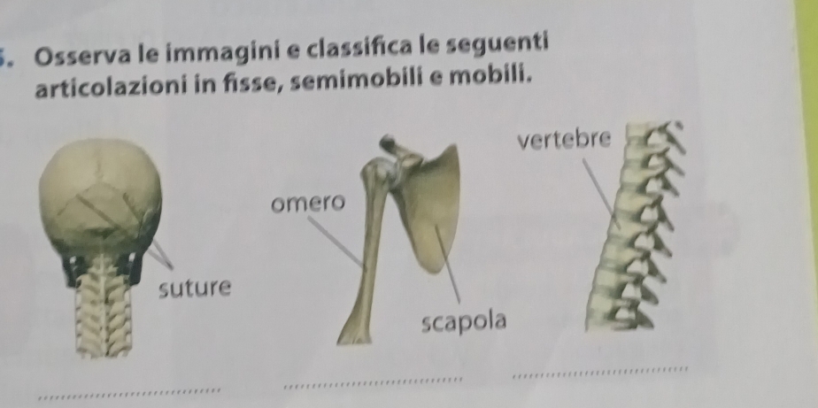 Osserva le immagini e classifca le seguenti 
articolazioni in fisse, semimobili e mobili. 
vertebre 
omero 
scapola 
_ 
_ 
_