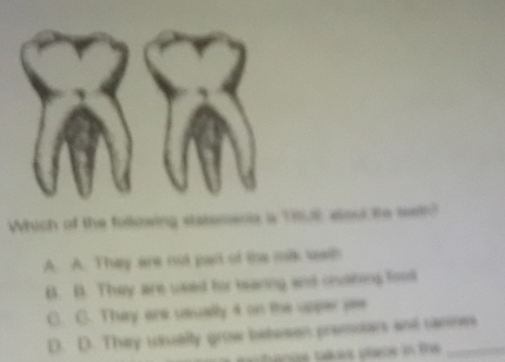 Which of the following stateoane is TU8, aout Re wet?
A. A. They are not part of the mik weth
B. B. They are used for bearing and onting food
C. C. They are ussally 4 on the upper yee
D. D. They usselly grow bebrsen premsiars ant sannes
ance bkrs piecs in the