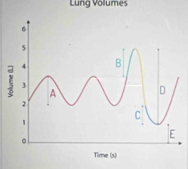 Lung Volumes