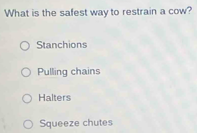 What is the safest way to restrain a cow?
Stanchions
Pulling chains
Halters
Squeeze chutes