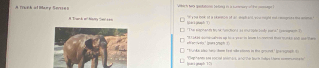 A Trunk of Many Senses Which two quotations belong in a summary of the passage?
A Trunk of Many Senses (paragraph 1) "If you look at a skeleton of an eleph ant, you might not recognize the animal."
"The elephant's trunk functions as multiple body parts." (parsgraph 2)
"It takes some calves up to a year to leam to control their trunks and use them
effectively." (paragraph 3)
"Trunks also help them feel vibrations in the ground." (paragraph 6)
"Elephants are social animals, and the trunk helps them communicate."
(paragraph 10)