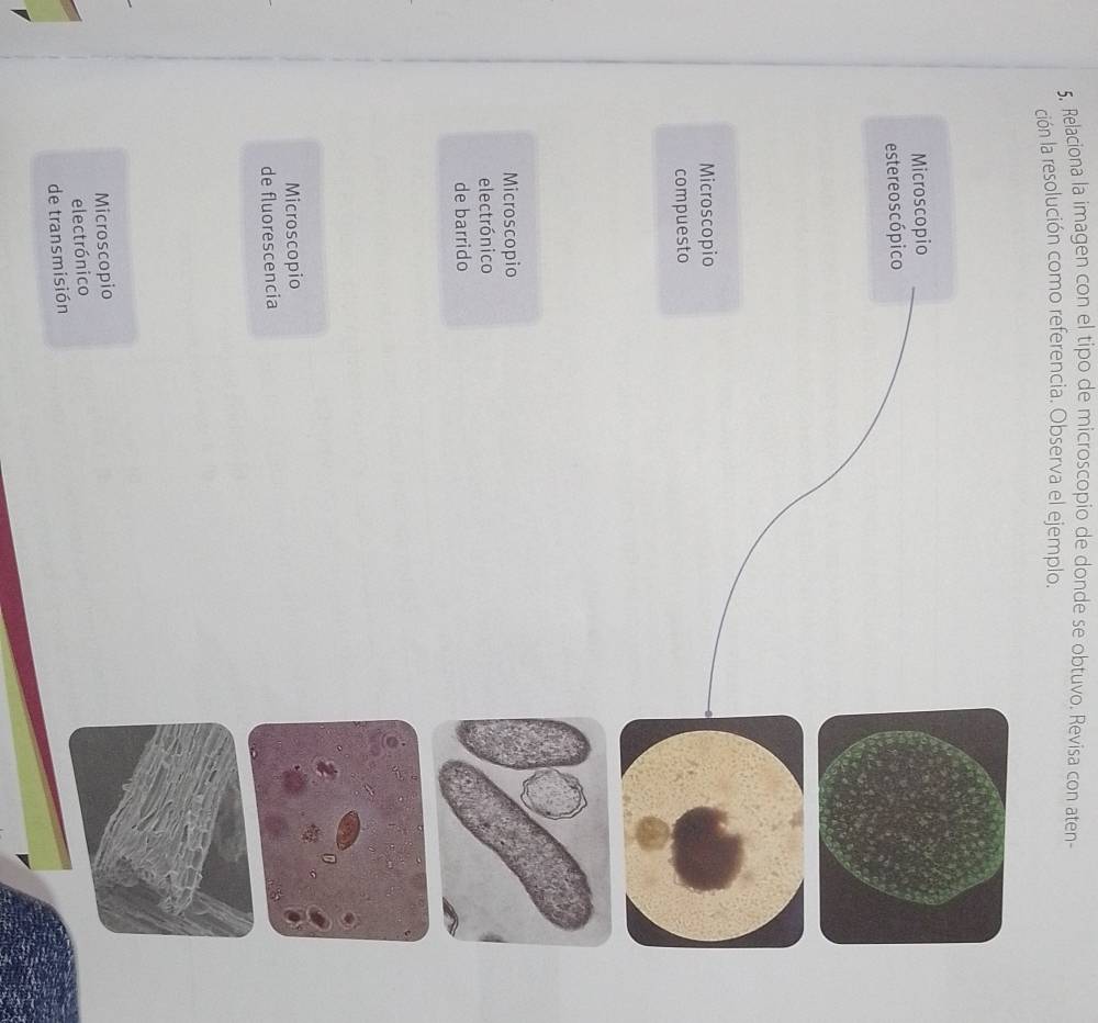 Relaciona la imagen con el tipo de microscopio de donde se obtuvo. Revisa con aten-
ción la resolución como referencia. Observa el ejemplo.
Microscopio
estereoscópico
Microscopio
compuesto
Microscopio
electrónico
de barrido
Microscopio
de fluorescencia
Microscopio
electrónico
de transmisión