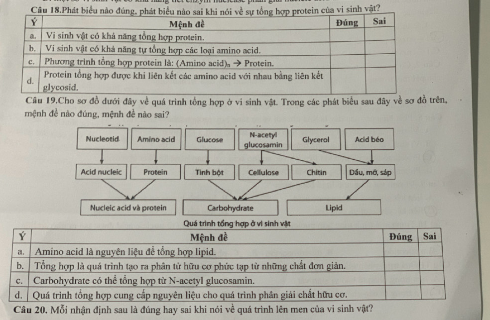 Câu 18.Phát biểu nàoa vi sinh vật?
Cầu 19.Cho sơ đồ dưới đây về quá trình tổng hợp ở vi sinh vật. Trong các phát biểu sau đây về sơ đồ trên,
mệnh đề nào đúng, mệnh đề nào sai?
N-acetyl
Nucleotid Amino acid Glucose glucosamin Glycerol Acid béo
Acid nucleic Protein Tinh bột Cellulose Chitin Dầu, mỡ, sáp
Nucleic acid và protein Carbohydrate Lipid
Quá trình tổng hợp ở vi sinh vật
Ý Mệnh đề Đúng Sai
a. Amino acid là nguyên liệu để tổng hợp lipid.
b. Tổng hợp là quá trình tạo ra phân tử hữu cơ phức tạp từ những chất đơn giản.
c. Carbohydrate có thể tổng hợp từ N-acetyl glucosamin.
d. Quá trình tổng hợp cung cấp nguyên liệu cho quá trình phân giải chất hữu cơ.
Câu 20. Mỗi nhận định sau là đúng hay sai khi nói về quá trình lên men của vi sinh vật?