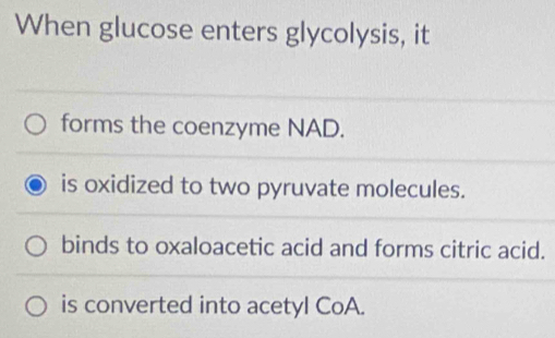 When glucose enters glycolysis, it
forms the coenzyme NAD.
is oxidized to two pyruvate molecules.
binds to oxaloacetic acid and forms citric acid.
is converted into acetyl CoA.