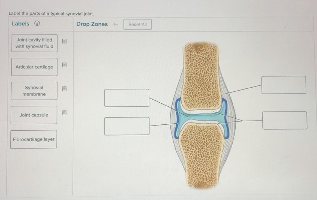 Solved: Label the parts of a typical synovial joint. Labels Drop Zones ...