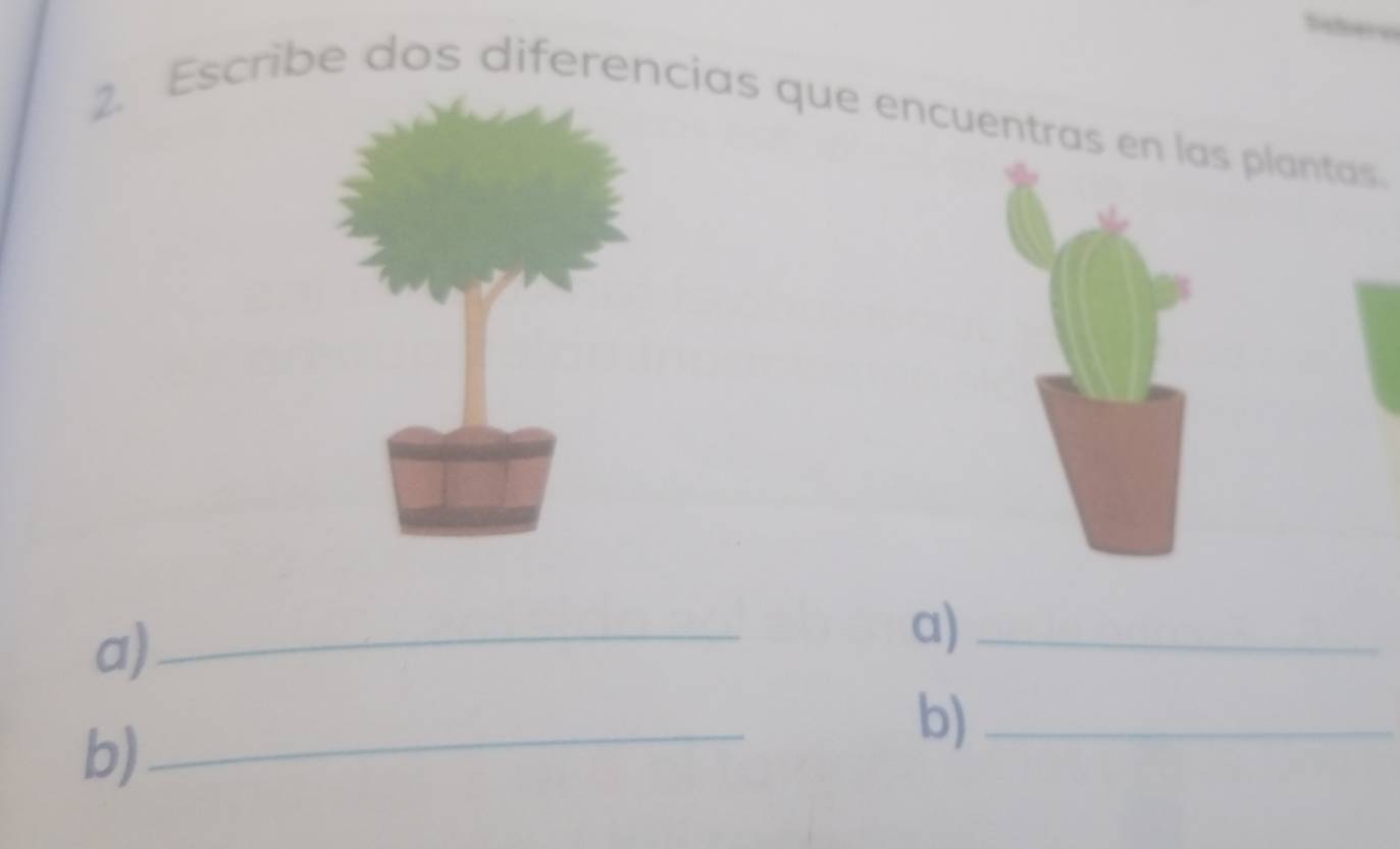 Escribe dos diferencias que encuentras en las plantas. 
a) 
_ 
a)_ 
b) 
_ 
b)_