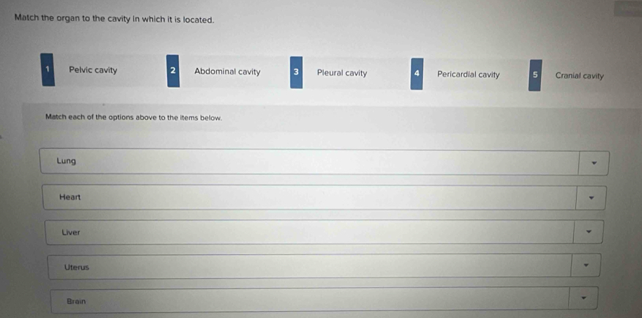 Match the organ to the cavity in which it is located.
1 Pelvic cavity 2 Abdominal cavity 3 Pleural cavity 4 Pericardial cavity 5 Cranial cavity
Match each of the options above to the items below
Lung
Heart
Liver
Uterus
Brain