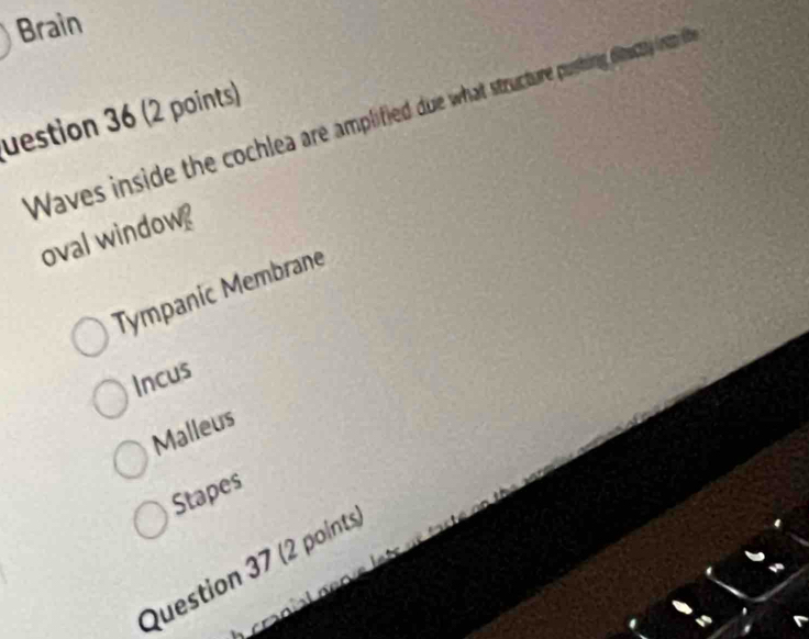 Brain
uestion 36 (2 points)
Waves inside the cochlea are amplified due what structure pusting dimecty nom th
oval window
Tympanic Membrane
Incus
Malleus
Stapes
Question 37 (2 points