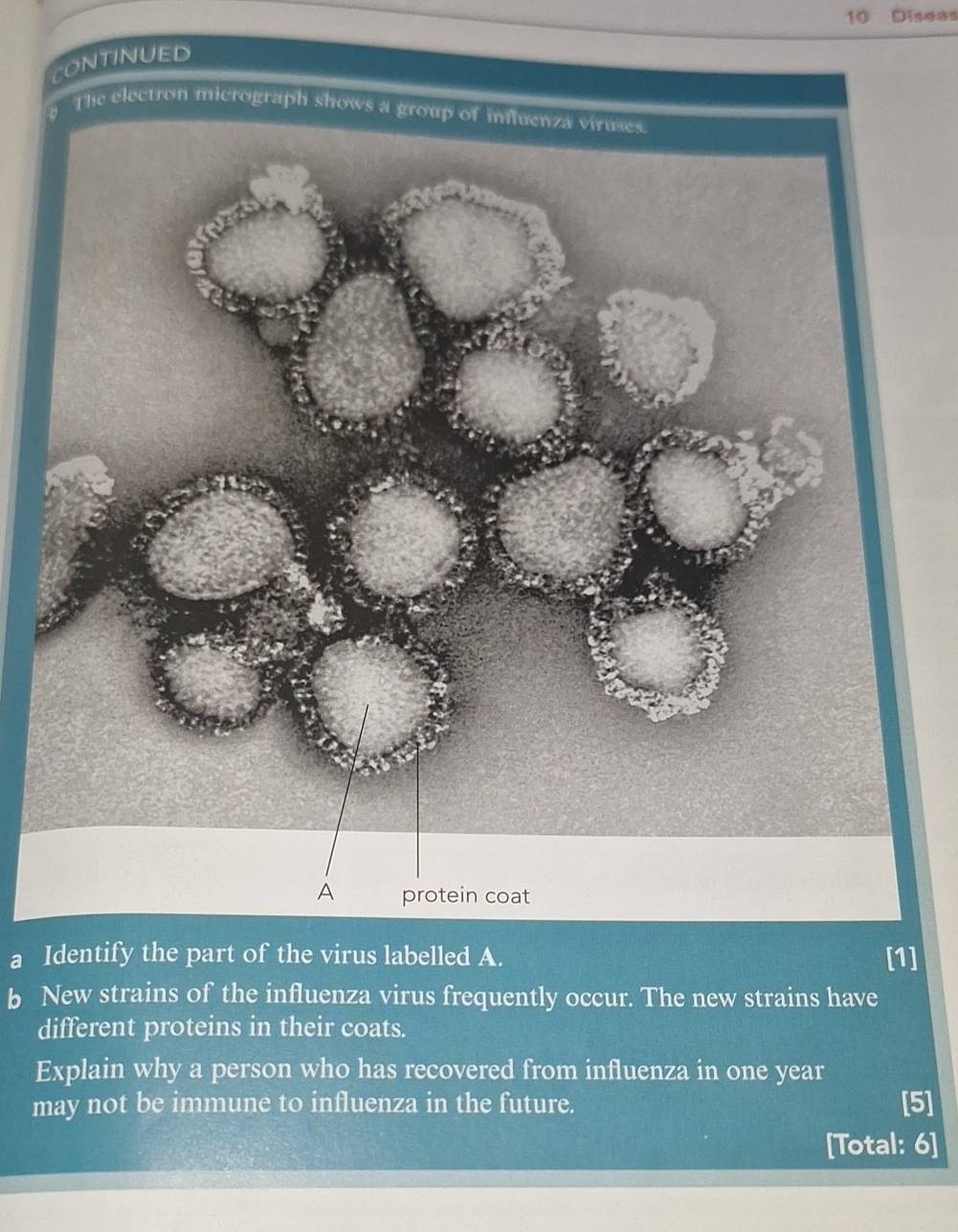 Diseas 
CONTINUED 
e electron micrograph 
a Identify the part of the virus labelled A. [1] 
b New strains of the influenza virus frequently occur. The new strains have 
different proteins in their coats. 
Explain why a person who has recovered from influenza in one year
may not be immune to influenza in the future. [5] 
[Total: 6]