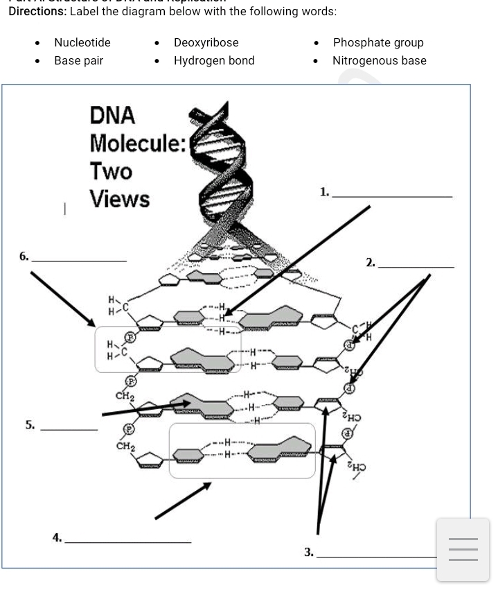 Directions: Label the diagram below with the following words:
Nucleotide Deoxyribose Phosphate group
Base pair Hydrogen bond Nitrogenous base
6
5