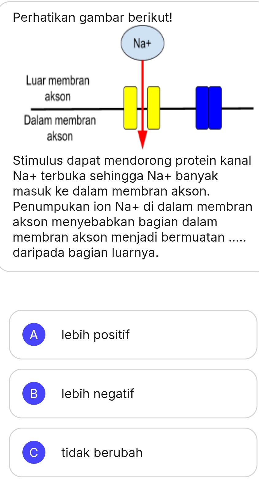 Perhatikan gambar berikut!
Stimulus dapat mendorong protein kanal
Na+ terbuka sehingga Na+ banyak
masuk ke dalam membran akson.
Penumpukan ion Na+ di dalam membran
akson menyebabkan bagian dalam
membran akson menjadi bermuatan .....
daripada bagian luarnya.
A lebih positif
B ) lebih negatif
tidak berubah