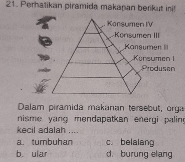 Perhatikan piramida makaṇan berikut ini!
Dalam piramida makanan tersebut, orga
nisme yang mendapatkan energi paling
kecil adalah ....
a.tumbuhan c. belalang
b. ular d. burung elang