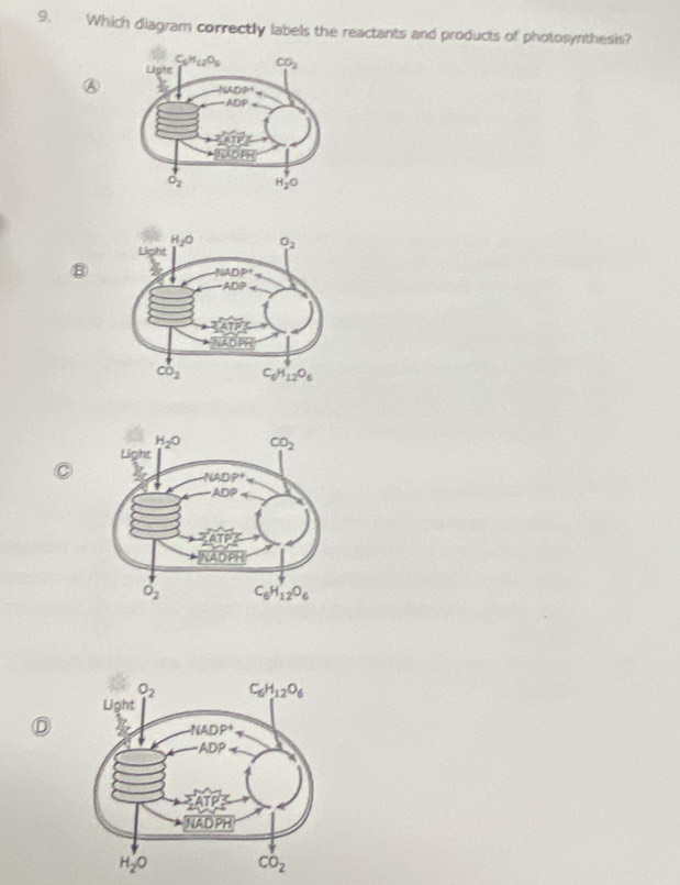 Which diagram correctly labels the reactants and products of photosynthesis?
A
⑧
D