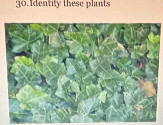 Identify these plants