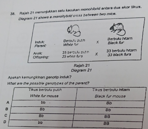 Rajah 21 menunjukkan satu kacukan monohibrid entara dua akor tikus. 
cross between two mice. 
Røjah 21 
Diegram 21 
Apakah kemungkinan genotip induk? 
What are the possible genotypes of the parent?