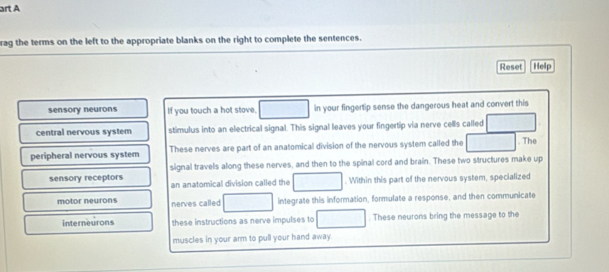 art A 
rag the terms on the left to the appropriate blanks on the right to complete the sentences. 
Reset Help 
sensory neurons If you touch a hot stove, in your fingertip sense the dangerous heat and convert this 
central nervous system stimulus into an electrical signal. This signal leaves your fingertip via nerve cells called 
peripheral nervous system These nerves are part of an anatomical division of the nervous system called the . The 
signal travels along these nerves, and then to the spinal cord and brain. These two structures make up 
sensory receptors 
an anatomical division called the . Within this part of the nervous system, specialized 
motor neurons nerves called integrate this information, formulate a response, and then communicate 
interneurons these instructions as nerve impulses to . These neurons bring the message to the 
muscles in your arm to pull your hand away.