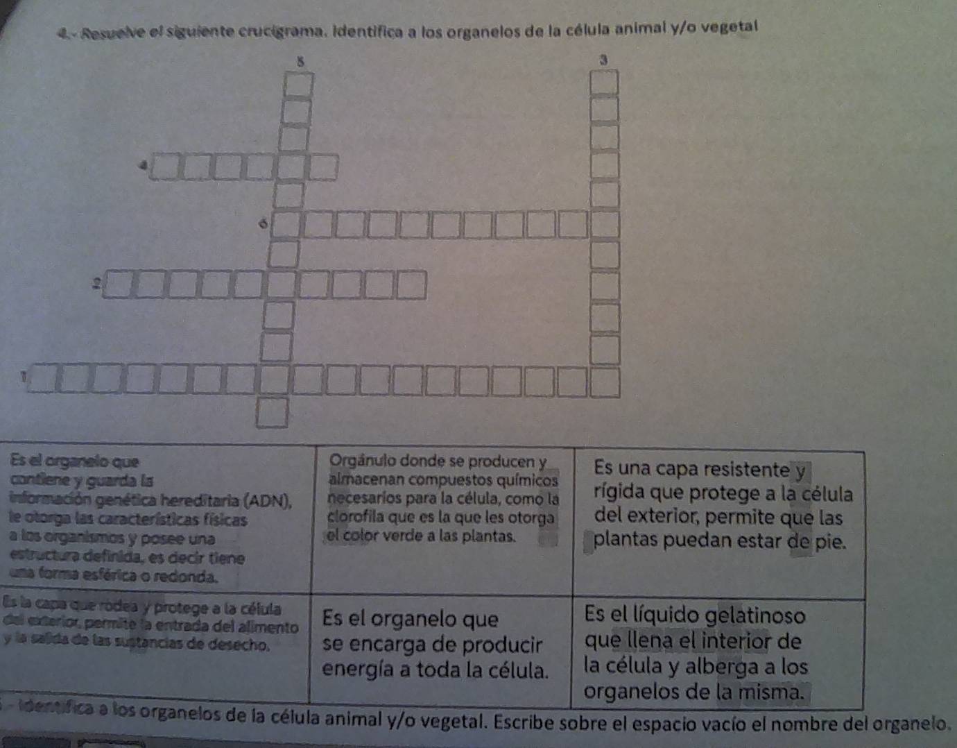 4.- Resuelve el siguiente crucigrama. identifica a los organelos de la célula animal y/o vegetal 
Es el organelo que Orgánulo donde se producen y Es una capa resistente y 
contiene y guarda la almacenan compuestos químicos 
información genética hereditaria (ADN), necesaríos para la célula, como la rígida que protege a la célula 
le otorga las características físicas clorofila que es la que les otorga del exterior, permite que las 
a los organismos y posee una el color verde a las plantas. plantas puedan estar de pie. 
estructura definida, es decir tiene 
uma forma esférica o redonda. 
Es la capa que ródea y protege a la célula Es el líquido gelatinoso 
del exterior, permite la entrada del alimento Es el organelo que 
y la salida de las sustancias de desecho. se encarga de producir que llena el interior de 
energía a toda la célula. la célula y alberga a los 
organelos de la misma. 
dentifica a los organelos de la célula animal y/o vegetal. Escribe sobre el espacio vacío el nombre del organelo.