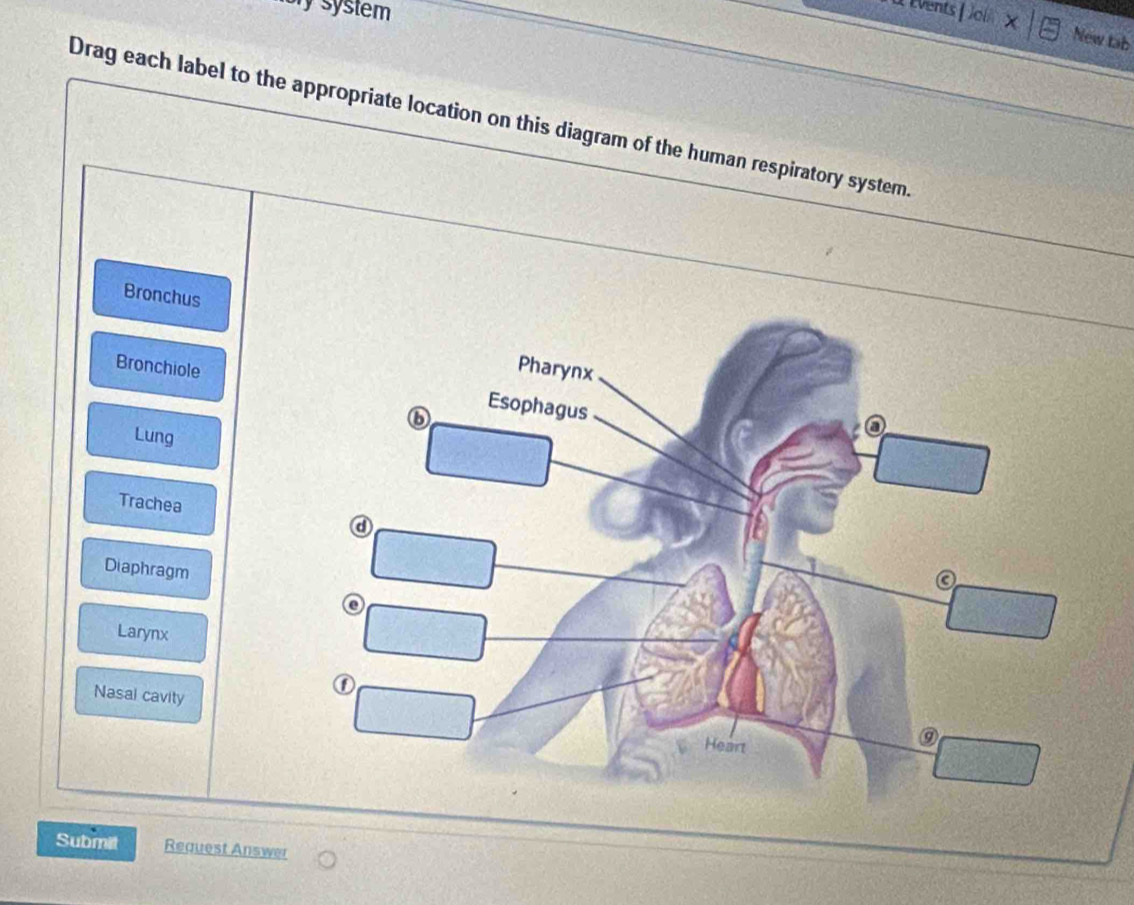 bry systém
vents D ol × New tab
Drag each label to the appropriate location on this diagram of the human respiratory system
Bronchus
Bronchiole
Lung
Trachea
Diaphragm
Larynx
Nasal cavity
Submit Request Answer