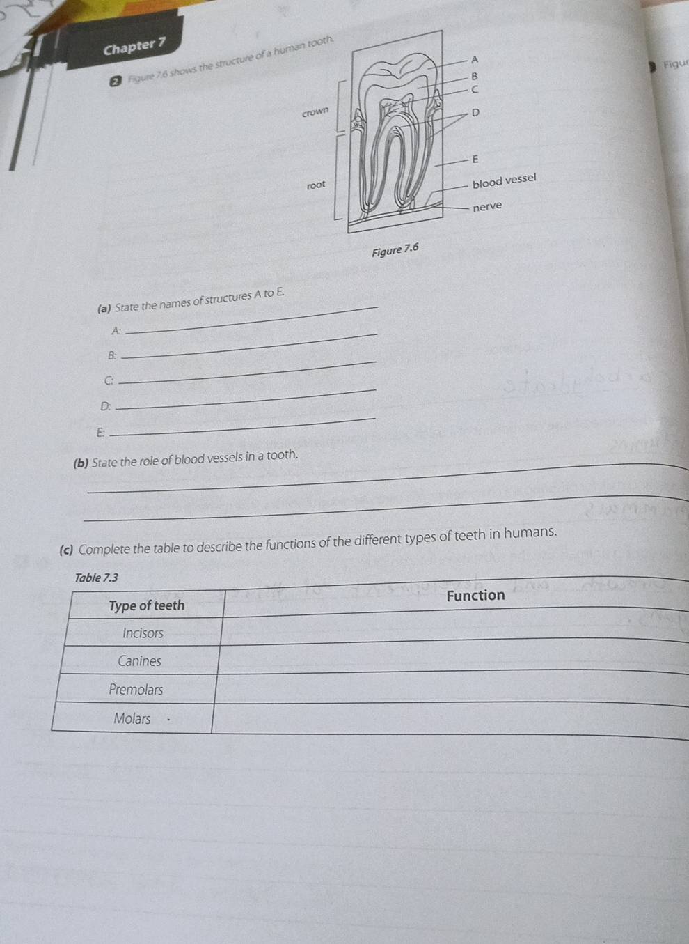 Chapter 7 
Figure 7,6 shows the structure of a hu 
Figur 
(a) State the names of structures A to E. 
A:_ 
B:_ 
C: 
D: 
_ 
E: 
_ 
(b) State the role of blood vessels in a tooth. 
_ 
(c) Complete the table to describe the functions of the different types of teeth in humans.