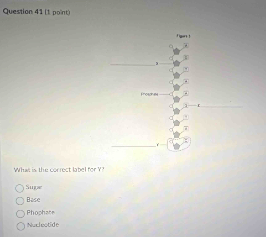 What is the correct label for Y?
Sugar
Base
Phophate
Nucleotide