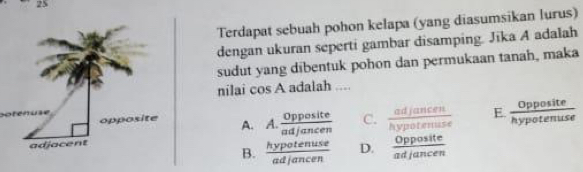 Terdapat sebuah pohon kelapa (yang diasumsikan lurus)
dengan ukuran seperti gambar disamping. Jika A adalah
sudut yang dibentuk pohon dan permukaan tanah, maka
nilai cos A adalah ....
A. A.  Opposite/adjancen  C.  adjancen/hypotenuse  E  Opposite/hypotenuse 
B.  hypotenuse/adjancen  D.  Opposite/adjancen 