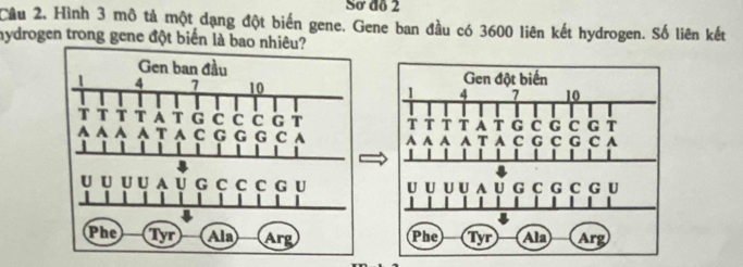 Sơ đo 2 
Cầu 2. Hình 3 mô tả một dạng đột biến gene. Gene ban đầu có 3600 liên kết hydrogen. Số liên kết 
hydrogen trong gene đột biển là bao nhiêu?