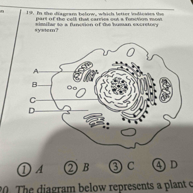 In the diagram below, which letter indicates the
part of the cell that carries out a function most
similar to a function of the human excretory
system?
①A ② B ③ C ④D
0. The diagram below represents a plant c