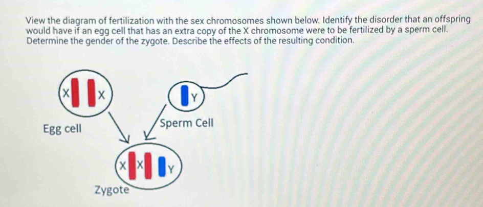 View the diagram of fertilization with the sex chromosomes shown below. Identify the disorder that an offspring 
would have if an egg cell that has an extra copy of the X chromosome were to be fertilized by a sperm cell. 
Determine the gender of the zygote. Describe the effects of the resulting condition.