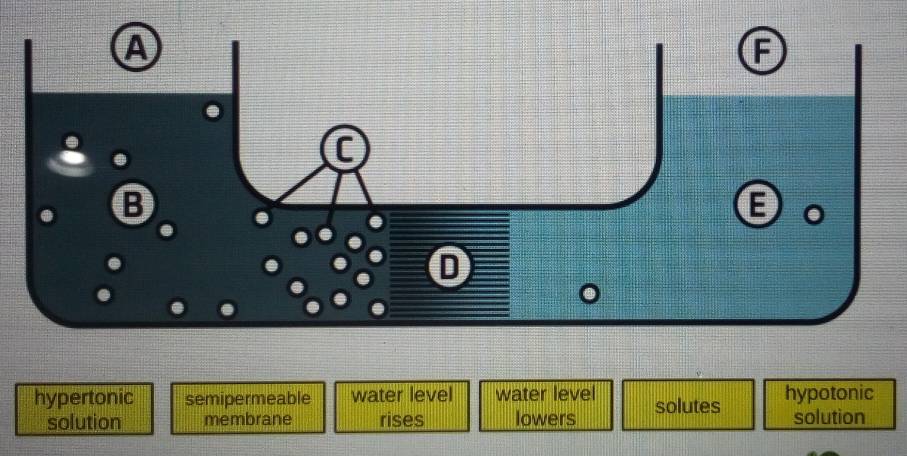 hypertonic semipermeable water level water level solutes hypotonic
solution membrane rises lowers solution