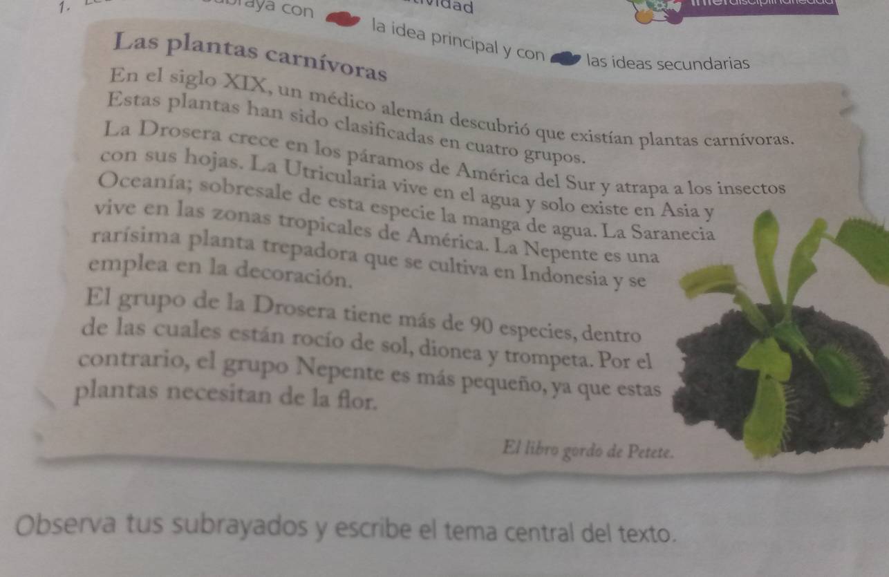 braya con 
vidad 
la idea principal y con las ideas secundarias 
Las plantas carnívoras 
En el siglo XIX, un médico alemán descubrió que existían plantas carnívoras. 
Estas plantas han sido clasificadas en cuatro grupos. 
La Drosera crece en los páramos de América del Sur y atrapa a los insectos 
con sus hojas. La Utricularia vive en el agua y solo existe en Asia y 
Oceanía; sobresale de esta especie la manga de agua. La Saranecia 
vive en las zonas tropicales de América. La Nepente es una 
rarísima planta trepadora que se cultiva en Indonesia y se 
emplea en la decoración. 
El grupo de la Drosera tiene más de 90 especies, dentro 
de las cuales están rocío de sol, dionea y trompeta. Por el 
contrario, el grupo Nepente es más pequeño, ya que estas 
plantas necesitan de la flor. 
El libro gordo de Petete. 
Observa tus subrayados y escribe el tema central del texto.