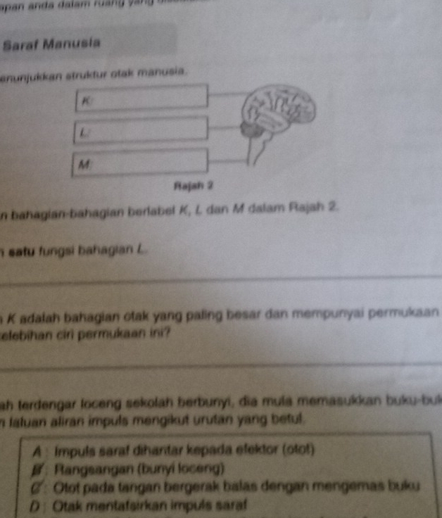 Saraf Manusia
anunjukkan strukður otak manusia.
K
L
M :
Rajah 2
in bahagian-bahagian berlabel K, L dan M dalam Rajah 2.
n satu fungsi bahagian L.
_
n K adalah bahagian otak yang paling besar dan mempunyai permukaan
selebihan cir permukaan ini?
_
ah terdengar loceng sekolah berbunyi, dia mula memasukkan buku-bul
n laluan aliran impuls mengikut urutan yang betul.
A : Impuls saraf dihantar kepada efektor (otot)
#: Rangsangan (bunyi loceng)
C : Otot pada tangan bergerak balas dengan mengemas buku
D : Otak mentafsirkan impuls saraf