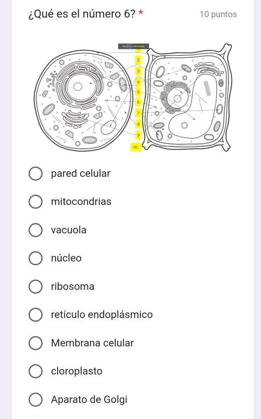 ¿Qué es el número 6? * 10 puntos
pared celular
mitocondrias
vacuola
núcleo
ribosoma
retículo endoplásmico
Membrana celular
cloroplasto
Aparato de Golgi