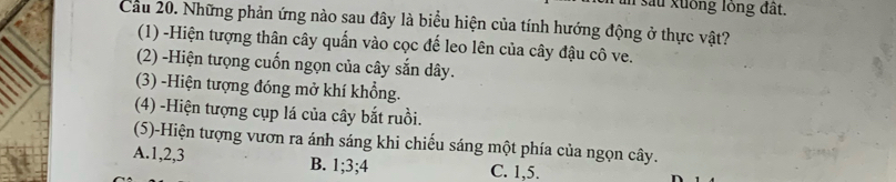 su xuống lồng đất.
Cầu 20. Những phản ứng nào sau đây là biểu hiện của tính hướng động ở thực vật?
(1) -Hiện tượng thân cây quấn vào cọc đế leo lên của cây đậu cô ve.
(2) -Hiện tưọng cuốn ngọn của cây sắn dây.
(3) -Hiện tượng đóng mở khí khổng.
(4) -Hiện tượng cụp lá của cây bắt ruồi.
(5)-Hiện tượng vươn ra ánh sáng khi chiếu sáng một phía của ngọn cây.
A. 1, 2, 3 B. 1; 3; 4 C. 1, 5.