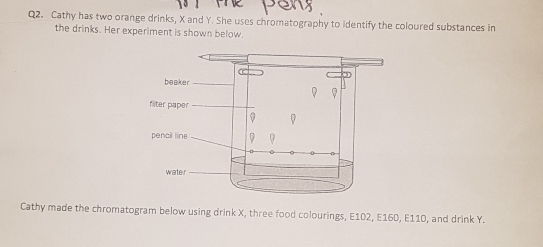 Cathy has two orange drinks, X and Y. She uses chromatography to identify the coloured substances in 
the drinks. Her experiment is shown below. 
Cathy made the chromatogram below using drink X, three food colourings, E102, E160, E110, and drink Y.