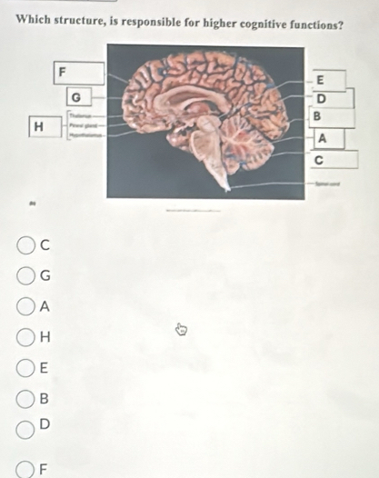 Which structure, is responsible for higher cognitive functions?
C
G
A
H
E
B
D
F