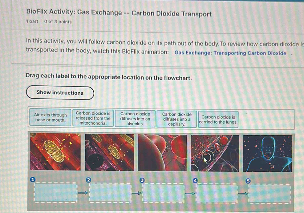 Solved: BioFlix Activity: Gas Exchange -- Carbon Dioxide Transport 1 ...