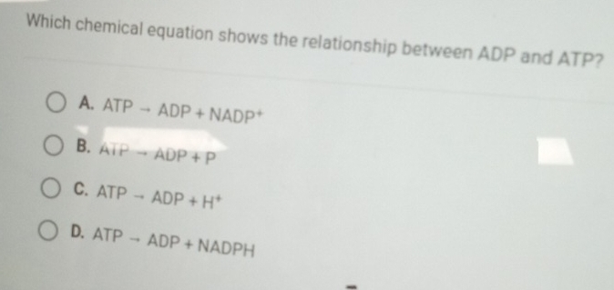 Which chemical equation shows the relationship between ADP and ATP?
A. ATPto ADP+NADP^+
B. ATPto ADP+P
C. ATPto ADP+H^+
D. ATPto ADP+NADPH