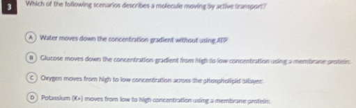 Which of the following scenarios describes a molecule moving by active transport?
A ) Water moves down the concentration gradient without using ATP
B ) Glucose moves down the concentration gradient from high to low concentration using a membrane protein.
C ) Oxygen moves from high to low concentration across the phospholipid bilayen
D Potassium K+ ) moves from low to high concentration using a membrane protein: