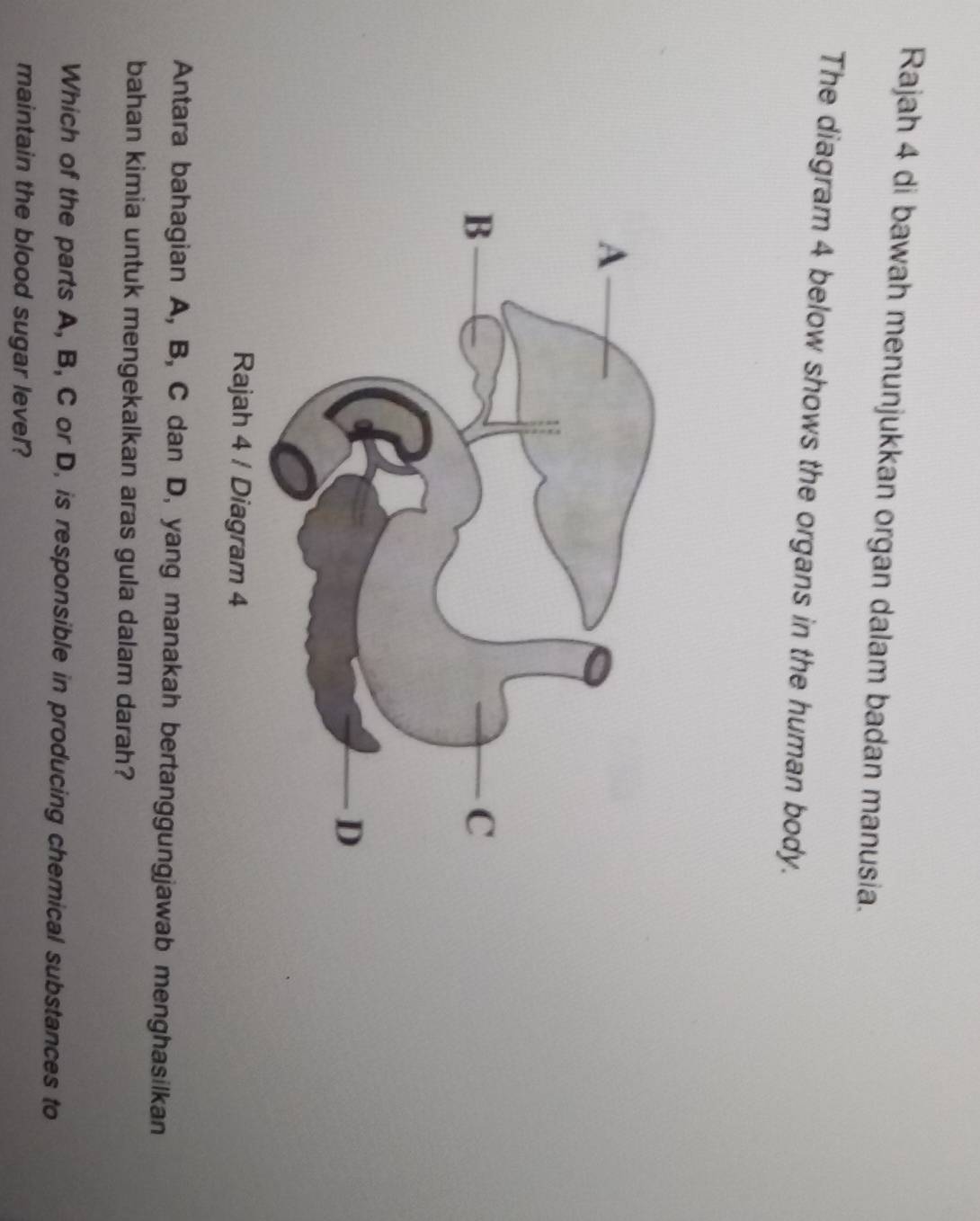 Rajah 4 di bawah menunjukkan organ dalam badan manusia. 
The diagram 4 below shows the organs in the human body. 
Antara bahagian A, B, C dan D, yang manakah bertanggungjawab menghasilkan 
bahan kimia untuk mengekalkan aras gula dalam darah? 
Which of the parts A, B, C or D, is responsible in producing chemical substances to 
maintain the blood sugar level?