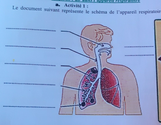 Activité 1 : 
Le document suivant représente le schéma de l'appareil respiratoir 
_ 
_ 
_ 
_ 
_