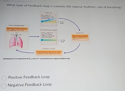 What type of feedback loop is controls the natural rhythmic rate of breathing?
Positive Feedback Loop
Negative Feedback Loop