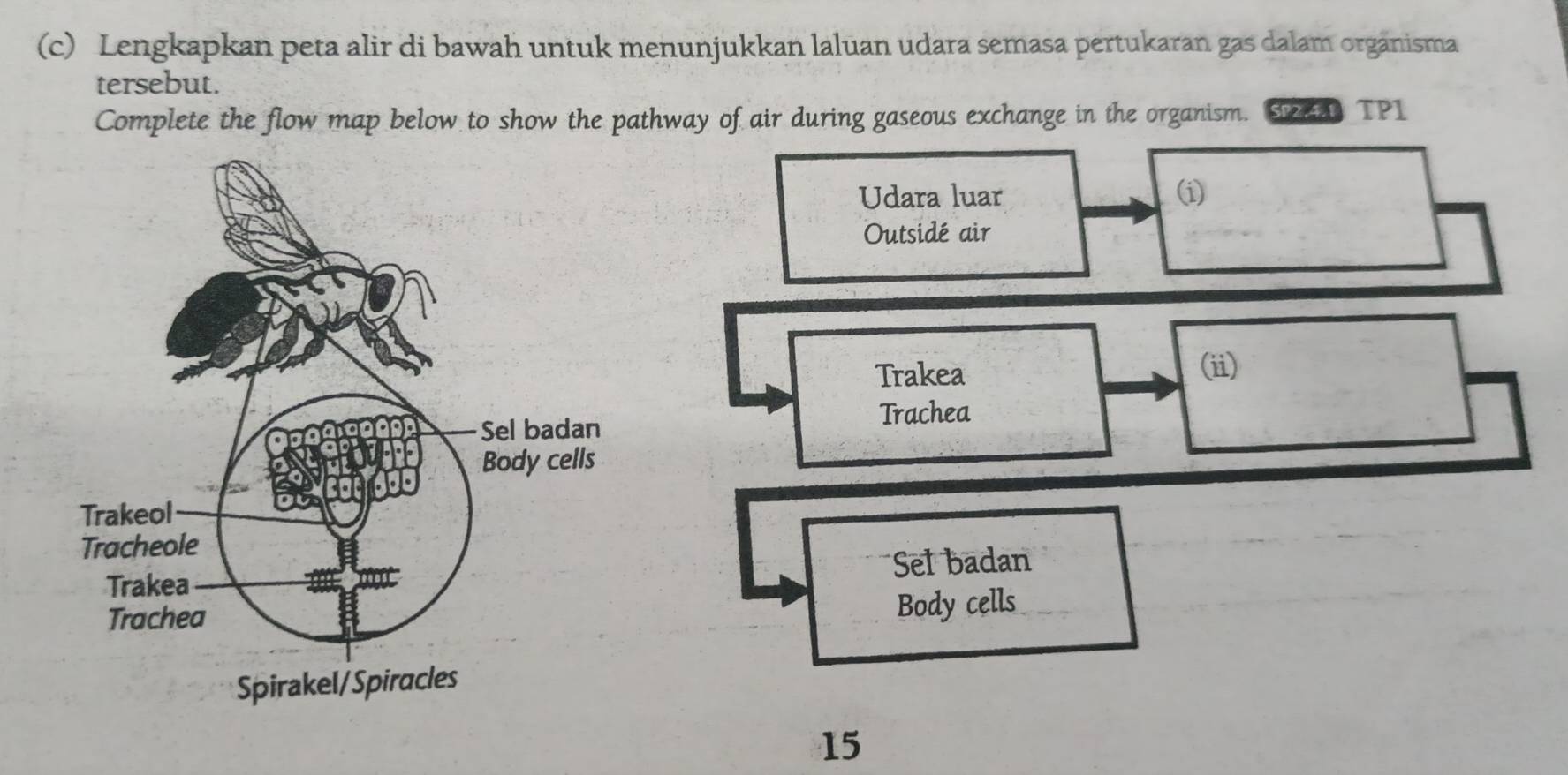 Lengkapkan peta alir di bawah untuk menunjukkan laluan udara semasa pertukaran gas dalam organisma 
tersebut. 
Complete the flow map below to show the pathway of air during gaseous exchange in the organism. S28 TP1 
Udara luar (i) 
Outsidé air 
Trakea (ii) 
Trachea 
Sel badan 
Body cells
15