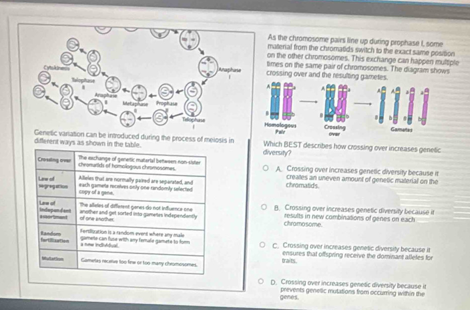 As the chromosome pairs line up during prophase I, some
material from the chromatids switch to the exact same position
on the other chromosomes. This exchange can happen multiple
imes on the same pair of chromosomes. The diagram shows
rossing over and the resulting garetes.
variation can be introduced during the process of meiosis in Which BEST describes how crossing over increases genetic
different ways as shown in the table.
diversity?
The exchange of genetic material between non-sister
Crossing over chromatids of homologous chromosomes. A Crossing over increases genetic diversity because it
creates an uneven amount of genetic material on the
Lnw of Alleles that are normally paired are separated, and chromatids.
each gamete receives only one randomly selected
segregation copy of a gene.
Law of The alleles of different genes do not influence one B. Crossing over increases genetic diversity because it
Independant another and get sorted into gametes independently chromosome. results in new combinations of genes on each
a sborimant of one znother.
Fertilization is a randomn event where any male
Random gamete can fuse with any female gamete to form C. Crossing over increases genetic diversity because it
fortlization a new incividual.
ensures that offspring receive the dominant alleles for
traits.
Mutation Gametas receive too few or too manry chromosomes.
D. Crossing over increases genetic diversity because it
prevents genetic mutations from occurring within the
genes.