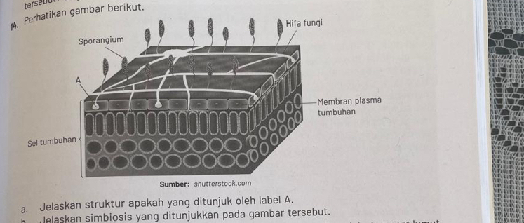 Perhatikan gambar berikut. 
a. Jelaskan struktur apakah yang ditunjuk oleh label A. 
Helaskan simbiosis yang ditunjukkan pada gambar tersebut.