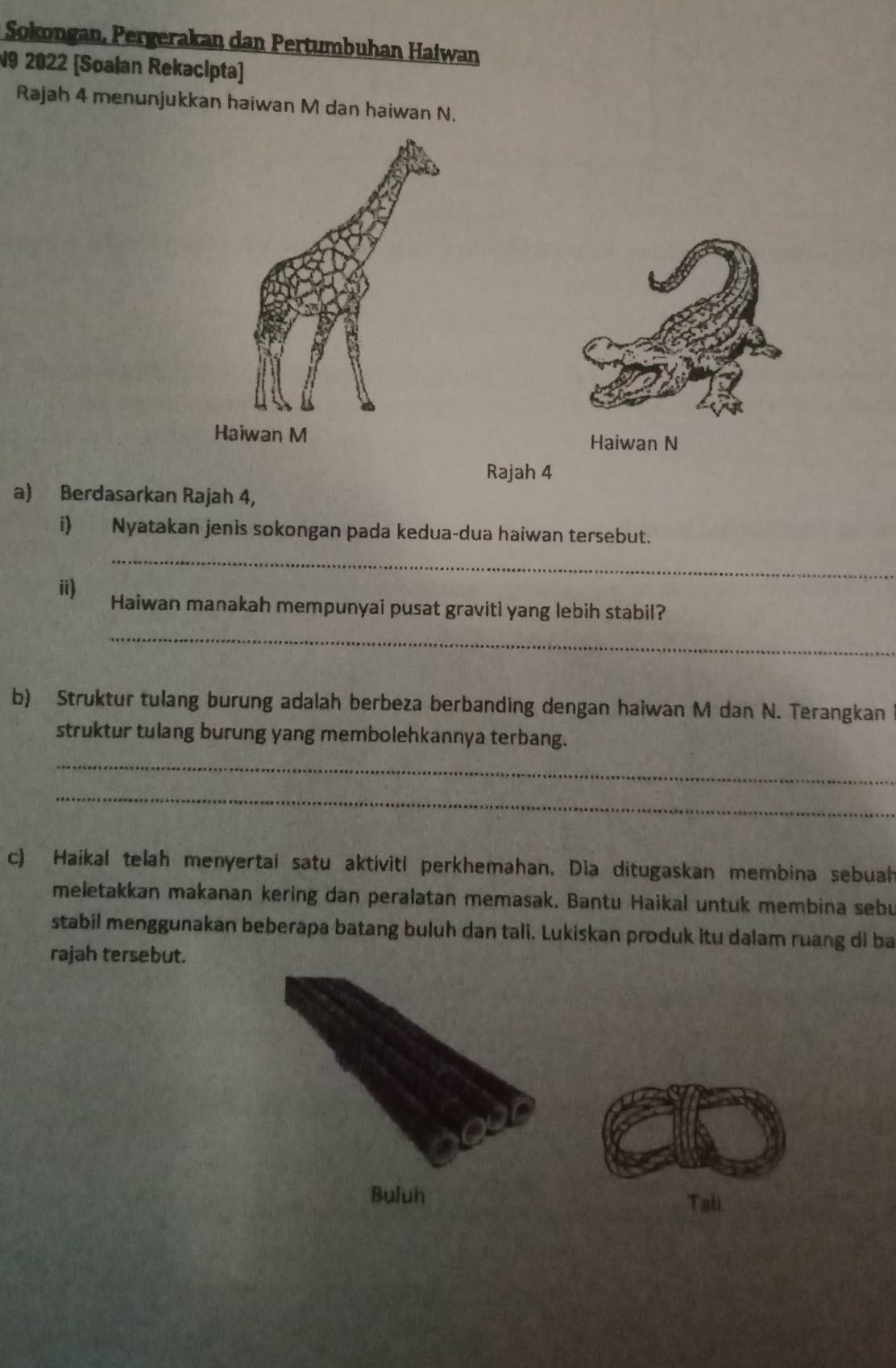 Sokongan, Pergerakan dan Pertumbuhan Haiwan 
N9 2022 [Soalan Rekacipta] 
Rajah 4 menunjukkan haiwan M dan haiwan N. 
Haiwan N 
Rajah 4 
a) Berdasarkan Rajah 4, 
i) Nyatakan jenis sokongan pada kedua-dua haiwan tersebut. 
_ 
_ 
ii) Haiwan manakah mempunyai pusat graviti yang lebih stabil? 
b) Struktur tulang burung adalah berbeza berbanding dengan haiwan M dan N. Terangkan 
struktur tulang burung yang membolehkannya terbang. 
_ 
_ 
c) Haikal telah menyertai satu aktiviti perkhemahan. Dia ditugaskan membina sebual 
meletakkan makanan kering dan peralatan memasak. Bantu Haikal untuk membina sebu 
stabil menggunakan beberapa batang buluh dan tali. Lukiskan produk itu dalam ruang di ba 
rajah tersebut. 
Buluh Tali