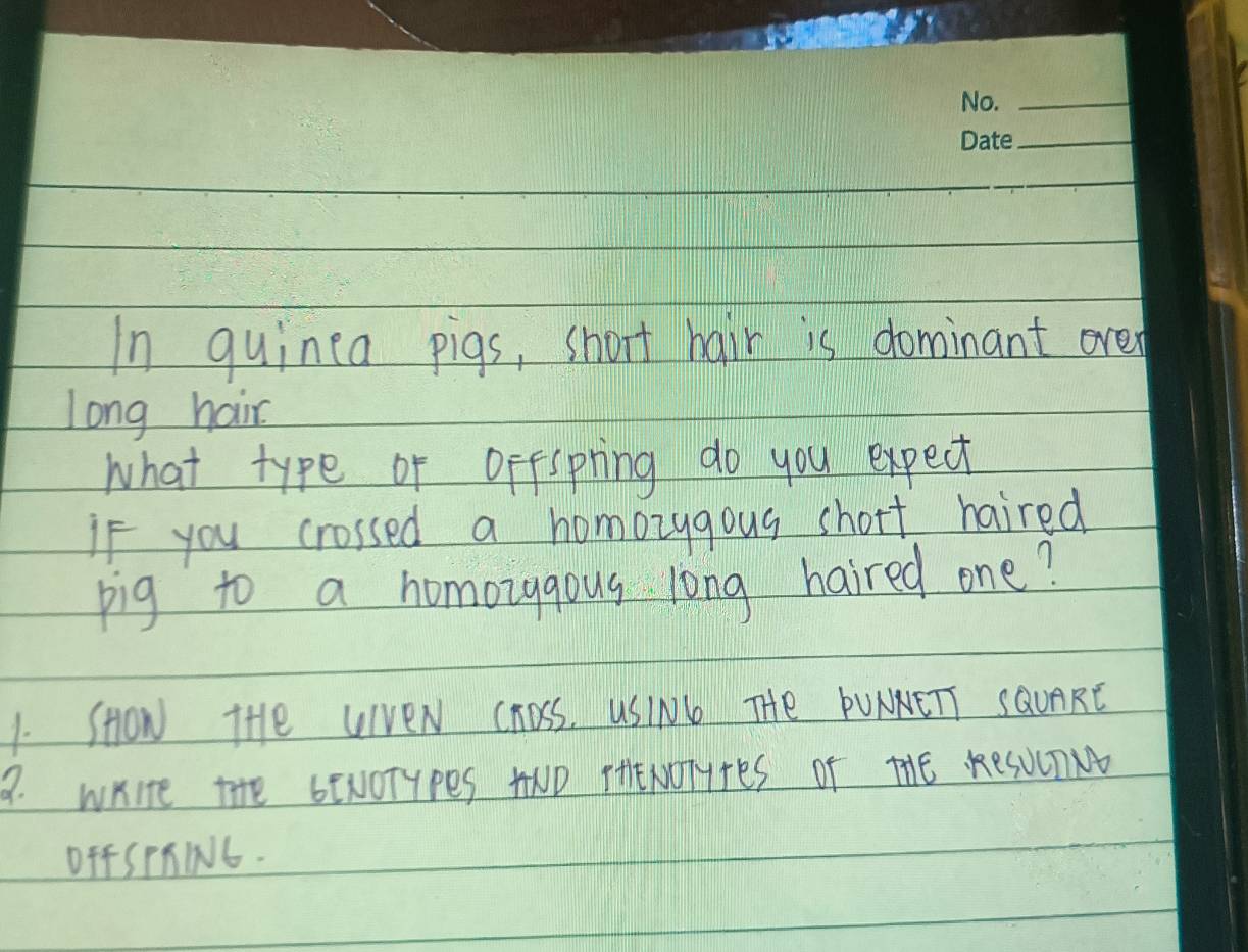 In quinea pigs, short hair is dominant oref 
Long hair. 
what type of oifspring do you expect 
If you crossed a homozygous short haired 
pig to a homozggous long haired one? 
1. SHOw THe LIvEN ChOss. USIN6 Te PULNETT SGUARE 
8. WHIte tHe 6ENOTYPES AND FHIENOTYTES OF THE KRSWITM 
OFfSPAIN6.