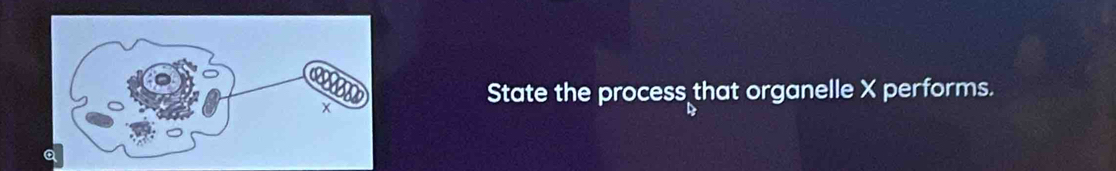 State the process that organelle X performs.