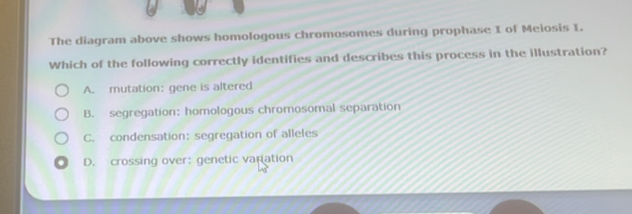 The diagram above shows homologous chromosomes during prophase I of Meiosis I.
Which of the following correctly identifies and describes this process in the illustration?
A. mutation: gene is altered
B. segregation: homologous chromosomal separation
C. condensation:segregation of alleles
D. crossing over: genetic varation