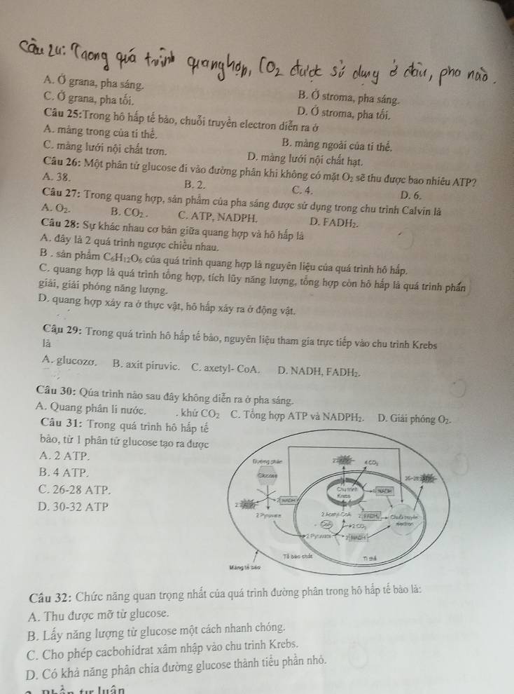 A. Ở grana, pha sáng. B. Ở stroma, pha sáng.
C. Ở grana, pha tối. D. Ở stroma, pha tối.
Câu 25:Trong hô hấp tế bảo, chuỗi truyền electron diễn ra ở
A. máng trong của tí thể. B. màng ngoài của tỉ thể.
C. màng lưới nội chất trơn. D. màng lưới nội chất hạt.
Câu 26: Một phân tử glucose đi vào đường phân khi không có mặt O_2 sẽ thu được bao nhiêu ATP?
A. 38. B. 2. C. 4.
D. 6.
Câu 27: Trong quang hợp, sản phẩm của pha sáng được sử dụng trong chu trình Calvin là
A. O_2- B. CO_2. C. ATP, NADPH. D. FADH₂.
Câu 28: Sự khác nhau cơ bản giữa quang hợp và hô hấp là
A. đây là 2 quá trình ngược chiều nhau.
B . sản phẩm C_6H_12O_6 của quá trình quang hợp là nguyên liệu của quá trình hồ hấp.
C. quang hợp là quá trình tổng hợp, tích lũy năng lượng, tổng hợp còn hô hấp là quá trình phần
giải, giải phóng năng lượng.
D. quang hợp xây ra ở thực vật, hô hấp xây ra ở động vật.
Câu 29: Trong quá trình hô hấp tế bảo, nguyên liệu tham gia trực tiếp vào chu trình Krebs
là
A. glucozo. B. axit piruvic. C. axetyl- CoA. D. NADH, FADH₂.
Câu 30: Qúa trình nào sau đây không diễn ra ở pha sáng.
A. Quang phân li nước.. khứ CO_2 C. Tổng hợp ATP và NADPH₂. D. Giải phóng O_2.
Câu 31: Trong quá trình hô hấp tế
bào, từ 1 phân tử glucose tạo ra được
A. 2 ATP. 
B. 4 ATP. 
C. 26-28 ATP.
D. 30-32 ATP
Câu 32: Chức năng quan trọng nhất của quá trình đường phân trong hô hấp tế bào là:
A. Thu được mỡ từ glucose.
B. Lấy năng lượng từ glucose một cách nhanh chóng.
C. Cho phép cacbohidrat xâm nhập vào chu trinh Krebs.
D. Có khả năng phân chia đường glucose thành tiểu phần nhỏ.
n. 2 t   luân